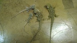 Mellow Babies 3.jpg