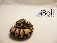 Pastel_Calico_M2_78grams.jpg