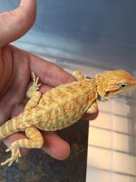 Hypo Leather back het trans female.JPG