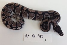 2014 Ax ph Pied F.jpg