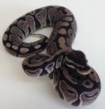 2014 Axanthic ph Pied F-1.jpg
