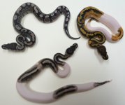 2014 Lightning Pied Clutch.jpg