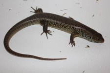 Major Skink1.jpg