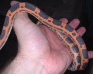 RTXscaleless2013-M0011.jpg