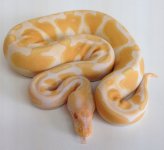 Albino F-1.jpg