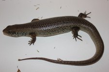 Major Skink2.jpg