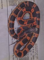 RTXscaleless2013-M0013.jpg