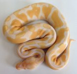 Albino F-2.jpg