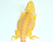 DSC_0084.jpg