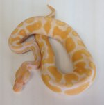 Albino F-3.jpg