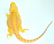 DSC_0085.jpg