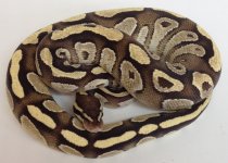 Mojave Fire M.jpg