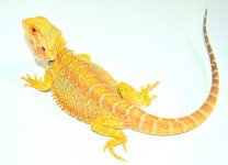 DSC_0086.jpg
