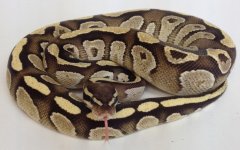 Mojave Fire M -1.jpg