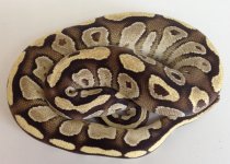 Mojave Fire M-2.jpg