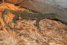 Blue Tail Monitor.jpg