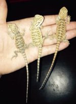 bearded_dragon_1.jpg
