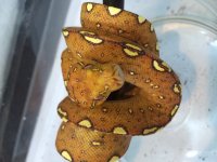 gtp.jpg