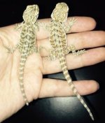 bearded_dragon_2.jpg