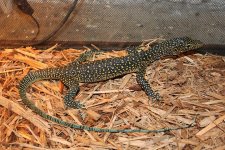 Blue Tail Monitor2.jpg