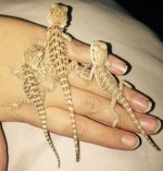 bearded_dragon_3.jpg