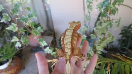Lucy4_zps5225a000.jpg