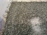 silkworms.jpg