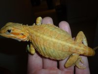Trans microscale female 002.jpg