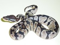 Pastel SK Axanthic.jpg