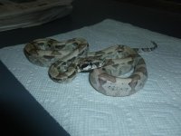 Ghost het Male 10 004.jpg