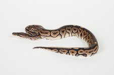 Cinnamon-Female-01-(3).jpg