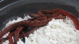 IMG_7243.JPG