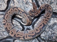 het albino female.jpg
