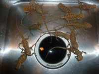 group of dragons 005.jpg