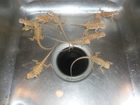 group of dragons 004.jpg