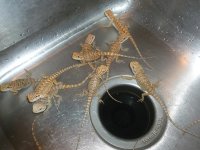 group of dragons 003.jpg