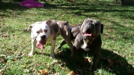 olde english bulldogge.jpg