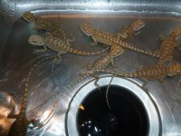 group of dragons 002.jpg