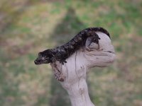 DSC_0756.jpg