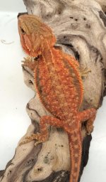 female dunner 40 grams.jpg