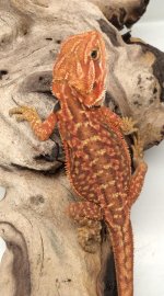 male lether dunner 32 grams.jpg