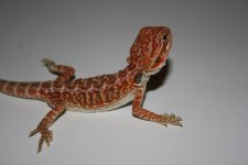 IMG_0205.jpg