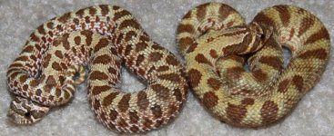 TripleHets_Pair_zps1c02abfb.jpg