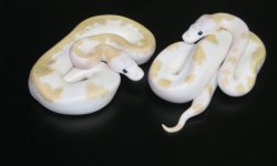 SuperFire-f1-f2.jpg