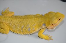 DSC_4161.jpg