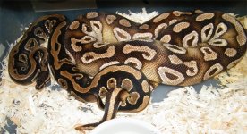 male dinker x female mojave 2014-15 (1) small.jpg