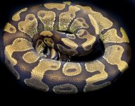 Enchi Breeder.jpg