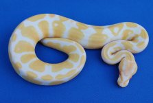 albino_het_pied2.jpg