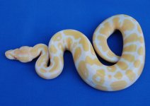 albino_het_pied3.jpg