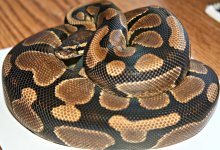 snake3a.jpg